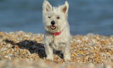 鸡跟虎合不合 鸡跟虎属相结婚好么