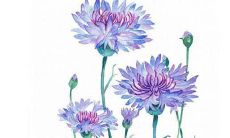 2022年属虎取名字能用什么字