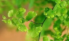 梦到大哭是什么意思