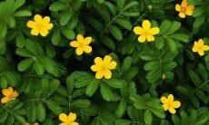 带菱字的女孩名字大全