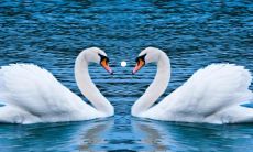 招风耳面相好不好 女孩招风耳是富贵相吗