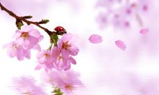 毹字五行属性和含义