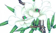 2022年属鼠的重大贵人 三合贵人属龙人