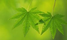 蚧字五行属性和含义