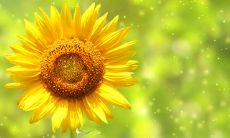 带言字旁的男孩起名 带言字旁的男孩名字有哪些