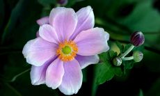 梦见梦里面听到小孩哭