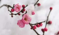 2020年腊月二十九小除夕出生的男孩好听的名字起名大全