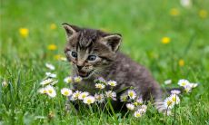 有趣的游戏宠物名