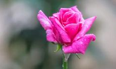 梦见花圈着火是什么意思