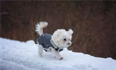 什么英文名适合狗狗？