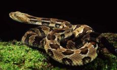 蛇宝宝取名禁用字有哪些