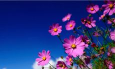 2020年农历五月十三日出生五行喜木取名男孩