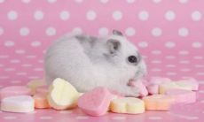 属鼠的人22年可以做生意吗 适合独资还是合伙经营