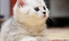 给猫咪一个好听的名字