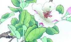 属兔人明年的运势2023