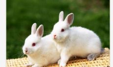 兔宝宝不能让哪个生肖当父母 生肖兔命中的贵人