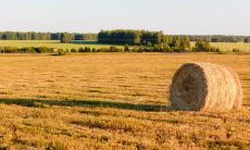 2020年八月二十二寒露出生的女孩起名 有涵义的好名字推荐