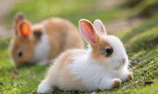 2011年农历出生的人一生运势如何？