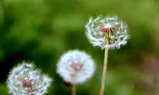 女人梦见驴是啥意思