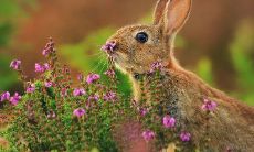 比男人还花心的生肖女有哪些 爱玩的女生