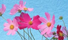 梦见遗失 丢东西是什么意思