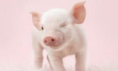 属猪人男孩吉祥的名字宜用字（二）