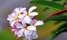 冯姓取名字大全