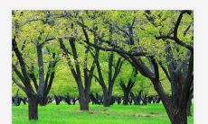 属鸡最适合养什么植物 万年青摆放禁忌