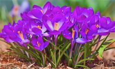 木字旁好听的名字大全