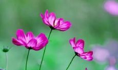 梦见去找前男友