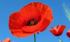 梦见家里出现乌龟满地跑