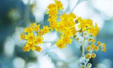 2019年三月十五出生的女宝宝起名