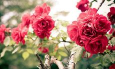 2019年三月十三出生的女宝宝起名