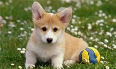 独一无二的宠物狗名字