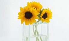 2019年猪年出生麻姓女孩怎么样起名字 麻姓女孩好名推荐