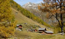 五行缺金的猪宝宝如何取名 宜用什么字