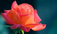 梦见同学被开除是什么意思