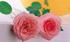 2019年猪年出生伏姓女孩怎么样起名字 伏姓女孩好名推荐