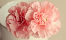 2019年猪年出生闵姓女孩怎么样起名字 闵姓女孩好名推荐