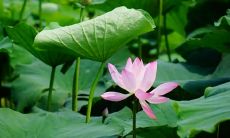 梦见小菊花和薰衣草是什么意思