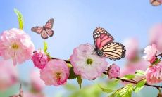 梦见自己开枪打人是什么意思