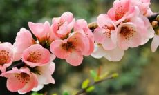 梦见吃软柿子是什么意思