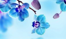 猴与什么属相相冲 猴相冲的属相是什么生肖