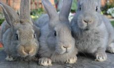 1975年属兔人2023年运势及运程详解,75年出生的48岁生肖兔2023兔年每月运势