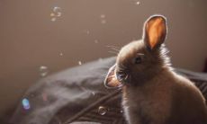 狮子座为什么宠射手座 狮子座会和前任复合吗