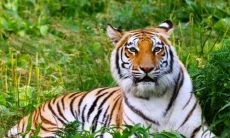 猪和虎子女关系合不合 猪和虎人性格特点