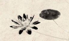 带禾字的名字适合数牛的女孩吗