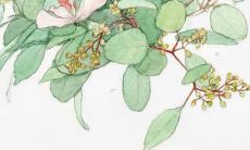 属兔36岁本命年