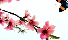 生辰八字查询免费起名