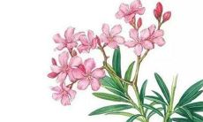 双子座属兔2023年运势